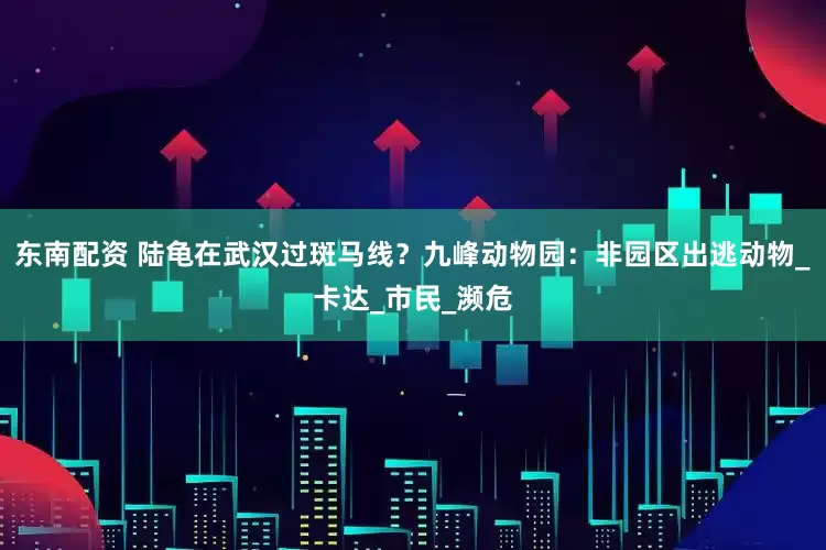 东南配资 陆龟在武汉过斑马线？九峰动物园：非园区出逃动物_卡达_市民_濒危